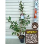 ショッピングブルーベリー 【ボーナス】 苗 ノーザンハイブッシュ系・ブルーベリー [果樹苗木]