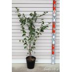 [sa The n O'Neill ] 3 год сырой рассада 6 номер pot sa The n высокий втулка серия * голубика [ фруктовое дерево саженец ]