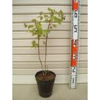 【インディアンサマー】 苗 ラズベリー [果樹苗木・木苺・木いちご]