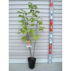 [ summer фестиваль ] рассада laz Berry [ фруктовое дерево саженец *laz Berry * дерево клубника ]