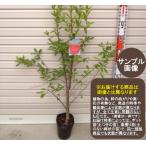 苗果樹苗木・ざくろ・柘榴