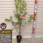 苗ザクロ[果樹苗木・柘榴・ざくろ]