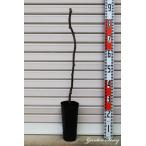 予約販売キウイ苗木の育て方と管理ポイント