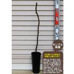 [. самец ]sima обезьяна нет шт. 1 год сырой контактный дерево рассада мужской saw yuu* срок поставки указание : отправка предположительно 2026 год 1 месяц средний . после последовательный кроме того, обычный отправка * [ фруктовое дерево саженец киви самец . мука .]