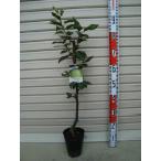 ショッピング梨 【二十世紀】　接木苗　果樹苗木・なし・梨・ナシ