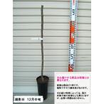 【新水】 １年生接木苗 シンスイ　ナシ ※納期指定：発送予定２０２６年３月中旬以降順次または通常発送※ [果樹苗木　梨　なし]