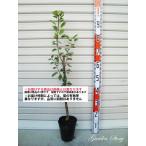 ショッピング梨 【ルレクチェ】 接木苗 西洋梨・ナシ [果樹苗木・梨・なし]