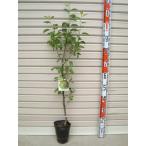 【バートレット】 接木苗  西洋梨・ナシ [果樹苗木・梨・なし]