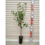 ショッピング梨 【オーロラ】 接木苗 西洋梨・ナシ [果樹苗木・梨・なし]