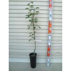 【バラード】 接木苗 洋梨・ヨウナシ [果樹苗木・梨・なし]