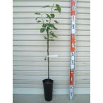 ショッピング梨 【千両】 接木苗 センリョウ・別名(身不知:みしらず) 中国梨 [果樹苗木・梨・なし]