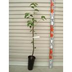 【かおり梨】 接木苗 ナシ [果樹苗木・梨・なし]