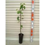 【愛甘水】 接木苗 ナシ [果樹苗木・梨・なし]