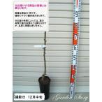 ショッピング梨 【晩三吉】 １年生接木苗 オクサンキチ　ナシ ※納期指定：発送予定２０２６年３月中旬以降順次または通常発送※ [果樹苗木　梨　なし]