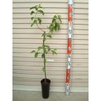 【豊華】 接木苗 日本梨・ナシ [果樹苗木・梨・なし]