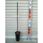 ショッピング梨 【甘太】 １年生接木苗 カンタ　ナシ ※納期指定：発送予定２０２６年３月中旬以降順次または通常発送※ [果樹苗木　梨　なし]