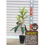 接木苗ビワ[果樹苗木・枇杷・びわ]