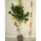 【上野早生】　柑橘大苗　４年生接木苗 温州みかん ※納期指定:発送予定２０２５年１０月下旬以降順次発送予定※ [果樹苗木　柑橘　みかん]