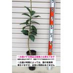 【せとか】  素掘り苗　１年生接木苗 柑橘 ※納期指定:発送予定２０２６年３月中旬以降順次発送予定※ [果樹苗木　柑橘　みかん]