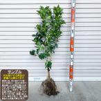 【せとか】 素掘り苗　２年生接木苗 柑橘※納期指定:発送予定２０２６年３月中旬以降順次発送予定※[果樹苗木・柑橘・みかん]