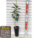 【河内晩柑】 素掘り�