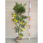 【木頭ゆず】　柑橘大苗　５年生接木苗 ※納期指定_発送予定２０２６年３月中旬以降順次発送予定※ [果樹苗木　柑橘　香酸類]