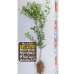 [ много рисовое поле .] элемент .. рассада 2 год сырой контактный дерево рассада * срок поставки указание : отправка предположительно 2026 год 3 месяц средний . после последовательный отправка предположительно * [ фруктовое дерево саженец *..*. кислота вид ]