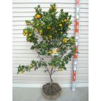 ５年生接木苗大苗※納期指定:発送予...