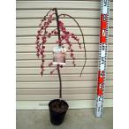 [... слива ]( красный ) контактный дерево рассада ветка сидэ . слива (sidareume)[ фруктовое дерево саженец * цветок слива *. ...]