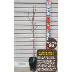 接木苗花桃[花木苗木・ハナモモ]