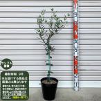 ショッピング苗 【カラマタ】接木苗 ２年生苗 ６号ポット オリーブ[からまた・花木苗木・常緑樹・庭木・オリーブM・ガーデンストーリー]