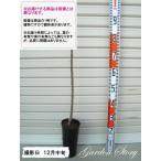 �y���C�����̓�(���C17)�z�s�ۗt��t �P�N���ږؕc �����S ���[���w��F�����\��Q�O�Q�U�N�P�����{�ȍ~�����܂��͒ʏ픭���� [�ʎ��c�؁@�ь�@�����S]