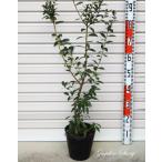 【ピンクレモネード】 ３年生苗 ６号ポット ハイブリッド系　ブルーベリー [果樹苗木]