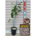 接木苗アボカド※通常発送※[めきし...