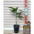 接木苗１年生アボカド※通常発送※[...