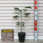 接木苗１年生１等苗アボカド※通常発...