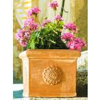 ꥢƥ饳åץ󥿡 ѷ35 Cotto Senese Cod.19 4148 ǾƤ ȭ