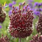 アリウムの販売店検索結果 くらし店舗検索 たくさんくらし