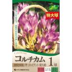 秋植え球根コルチカム秋咲き球根ザ・...