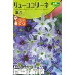 秋植え球根　リューココリーネ 混合　4球入 〜 レウココリネ 星型の花 切り…