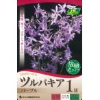 春植え球根ツルバキアパープル1球入...