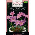 春植え球根ハイブリッドゼフィランサ...