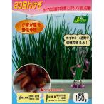  осень .. луковица овощи луковица 20 день разделение gi примерно 150g ~ минут .20 день ... семена здоровье овощи 