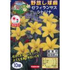  весна .. луковица ... луковица ze filler n подвеска seat lina10 лампочка входить 