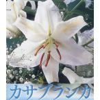  осень .. луковица ~ весна .. луковица 100 . Casablanca белый 1 лампочка ввод ~olientaru серия лилия 