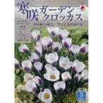 秋植え球根寒咲ガーデンクロッカスク...