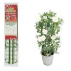 ショッピングクレマチス マルチスクリーン　ネット3枚 園芸支柱4本入 ｘ1袋〜つる性植物に最適 朝顔 クレマチス ツルバラ ポトス