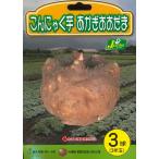  весна .. луковица .. тест . конняку клубень . крюк ....3 лампочка ввод ~ темно синий nyakimo семенной клубень семена здоровье овощи 