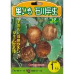  весна .. луковица .. тест . таро Ishikawa . сырой примерно 1kg входить ( пакет . час )~ таро семенной клубень семена sa игрушка mo здоровье овощи 