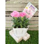  цветок рассада .... гвоздика Sakura 9cm pot 1 рассада сельское хозяйство . вода производство . товар вид регистрация регистрация номер no. 15054 номер 